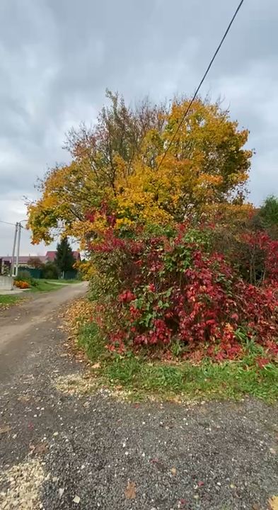 What If You Miss Peak Autumn Colors?