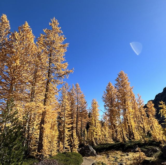 Larch Madness at Lake Ingalls 