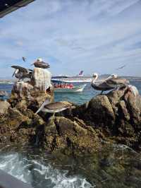 Best of Baja California in 7 days