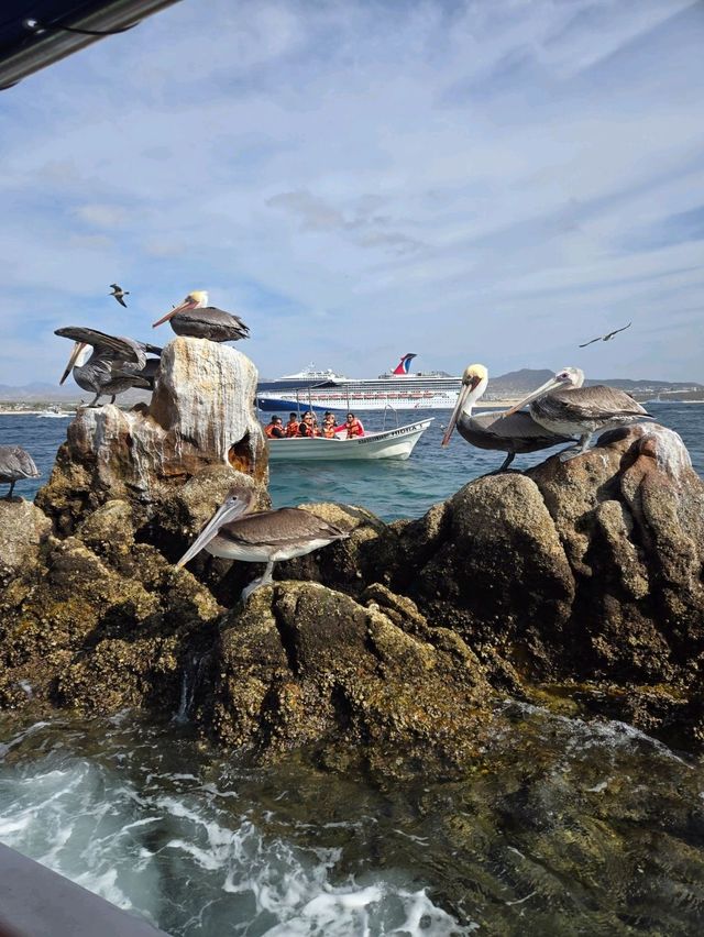 Best of Baja California in 7 days