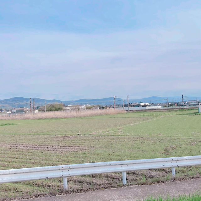 奈良賞櫻秘景——佐保川