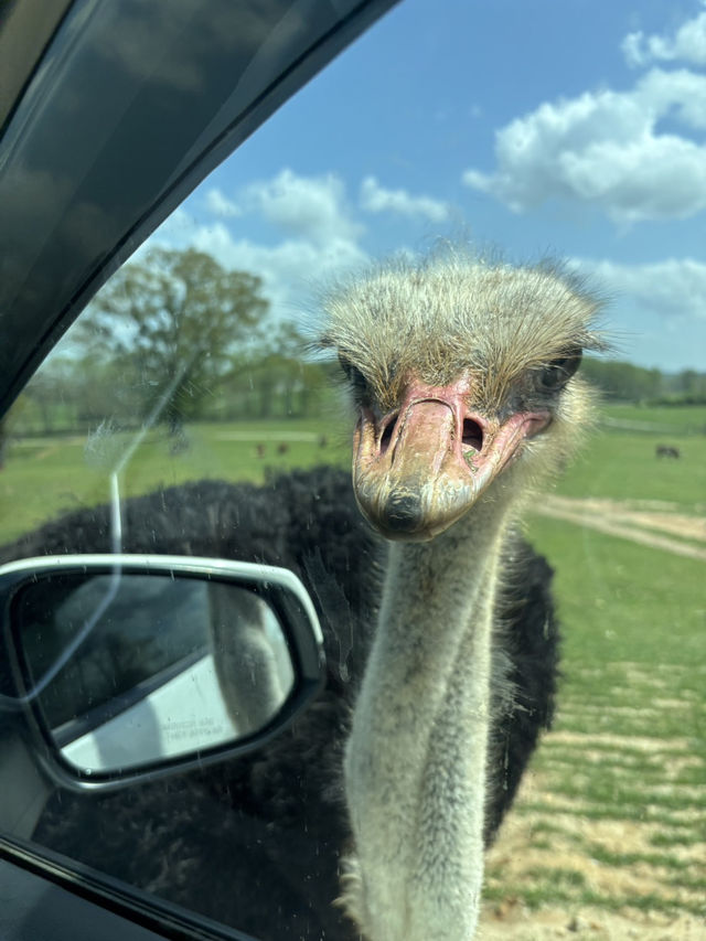 亞特蘭大附近野生動物園