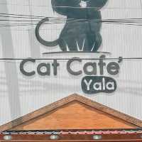 Cat cafe' คาเฟ่แมวยะลา 