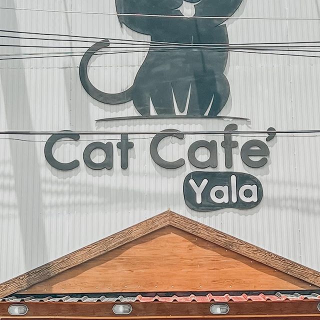 Cat cafe' คาเฟ่แมวยะลา 
