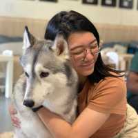 馬六甲Husky天堂 | 盡情享受被哈士奇們包圍吧！