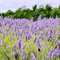 A Lavender Field near London💜