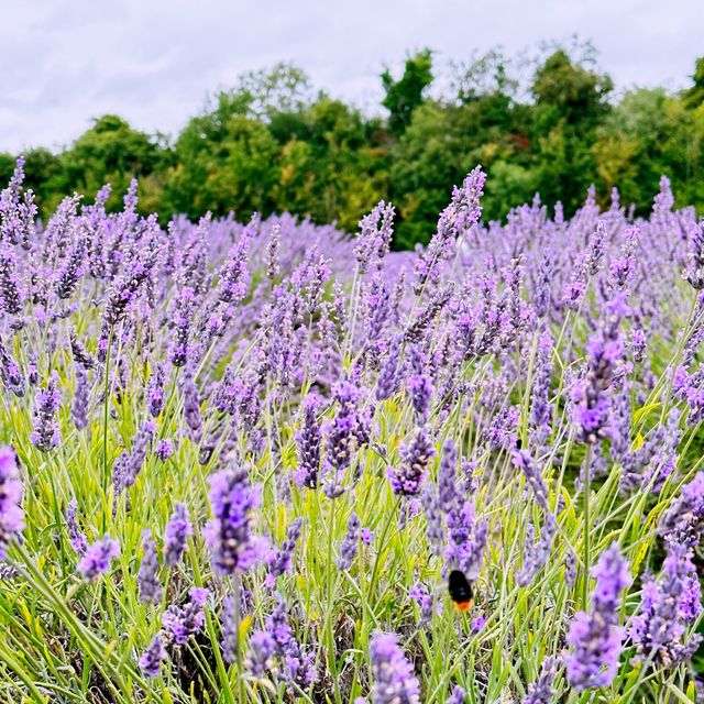 A Lavender Field near London💜