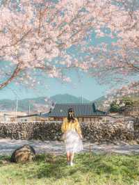 🌸 구례 산수유 마을 🌼