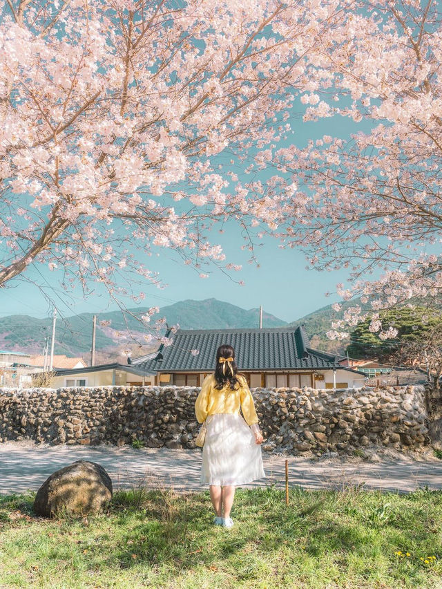 🌸 구례 산수유 마을 🌼