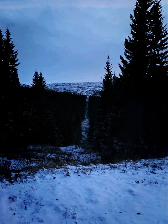 Norway 🌲 Sweden 