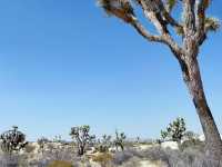 Joshua Tree National Park: A Desert Adventure Wonderland 🌵🎢