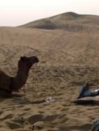 Camel Safari in Jaisalmer: A Journey Through the Thar Desert