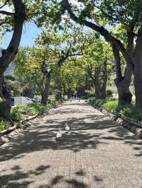 Groot Constantia Wine Route 🍷