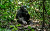 The Best Ways to Experience Uganda’s Wildlife - Avents Tour Safaris