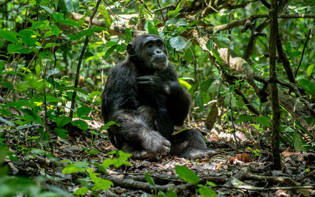 The Best Ways to Experience Uganda’s Wildlife - Avents Tour Safaris