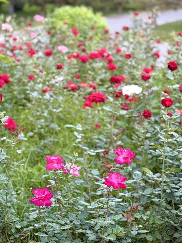 Spring Vibes at Amir Temur Square, Tashkent