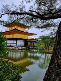 🌸 Jaw Dropping Japan - Shrines, Train Lines & Bovine.