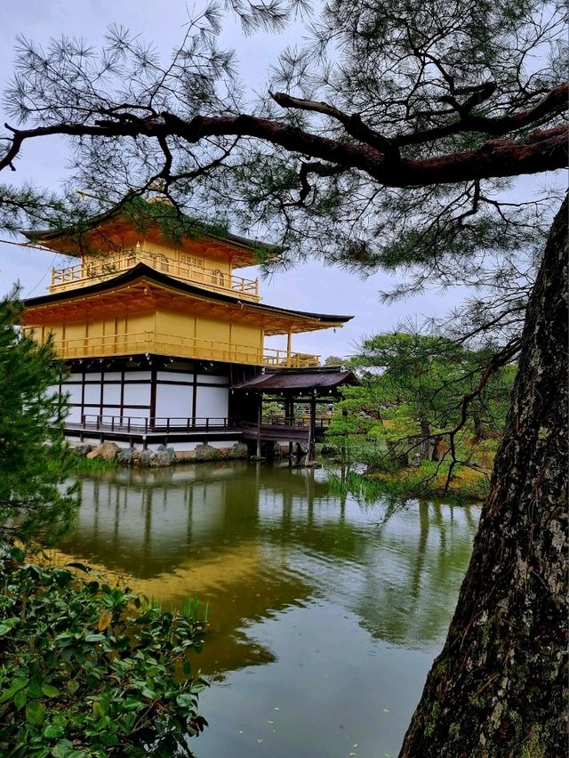 🌸 Jaw Dropping Japan - Shrines, Train Lines & Bovine.