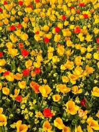 🌷 Hampton Court Palace in Bloom – The Best Time to Visit! 👑