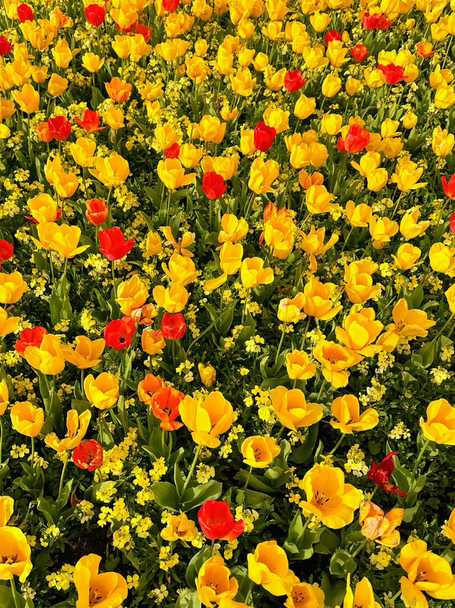 🌷 Hampton Court Palace in Bloom – The Best Time to Visit! 👑