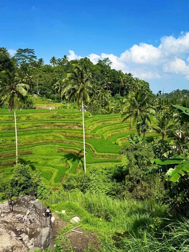 Tegallalang Rice Terraces, Bali: A Green Paradise of Harmony and Heritage