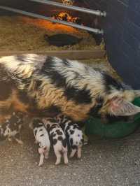 manorafon farm visit 