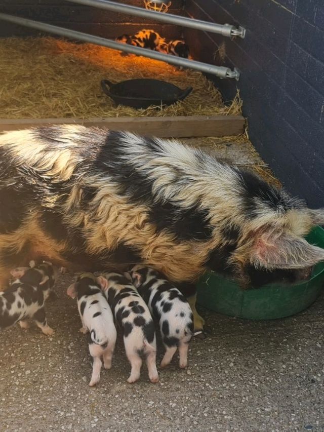 manorafon farm visit 