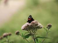 Tranquility and serenity in Freshfield 