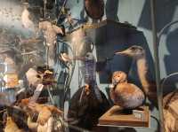 Exeter’s Royal Albert Memorial Museum – A Free Gem to Explore
