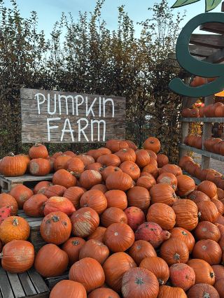 A dreamlike paradise during pumpkin season – Hürter's Pumpkin Farm 🎃