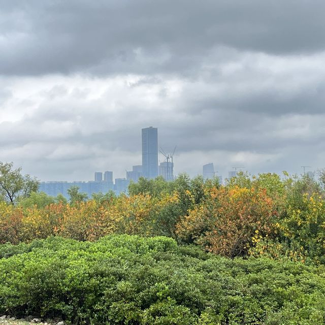 打卡深圳灣流花山公園