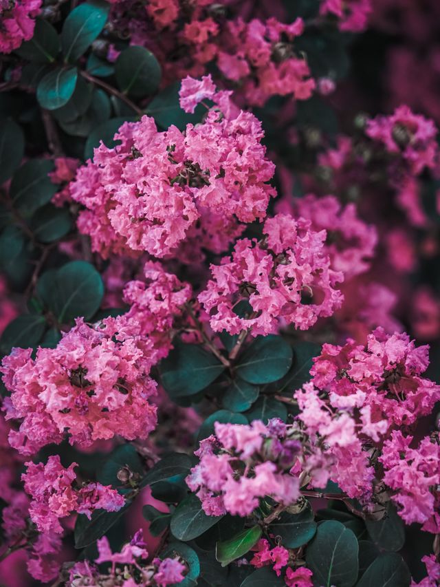 去紫薇瀑布下淋一場花雨🌸