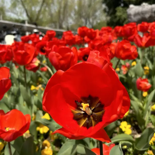 How many tulips are too many tulips? 