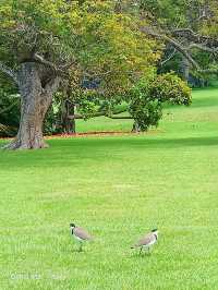 Sydney Royal Botanic Garden