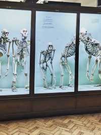 Horniman Museum - London
