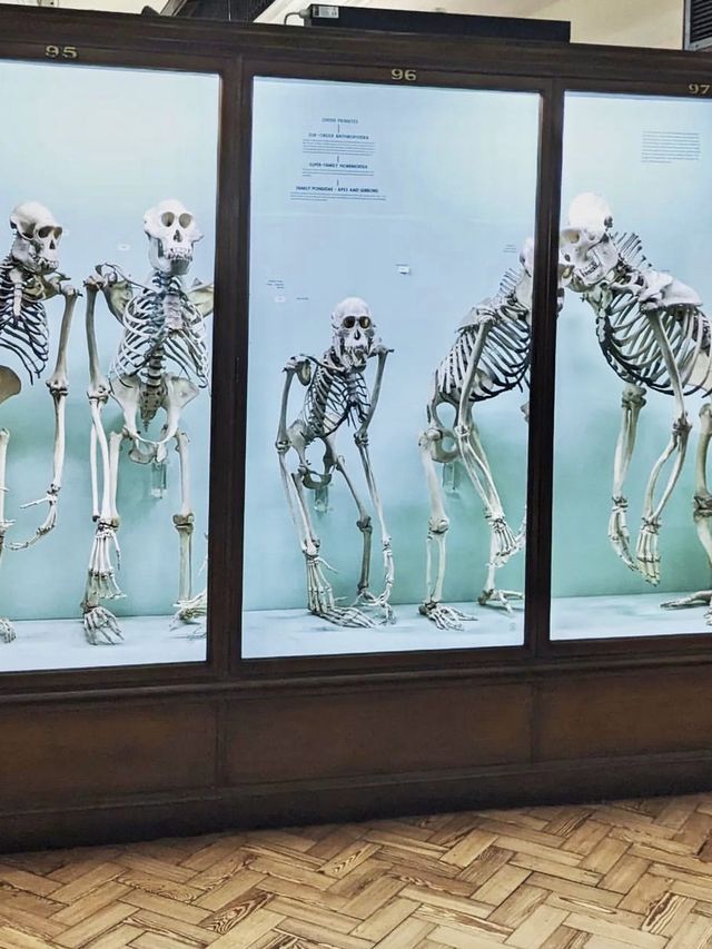 Horniman Museum - London
