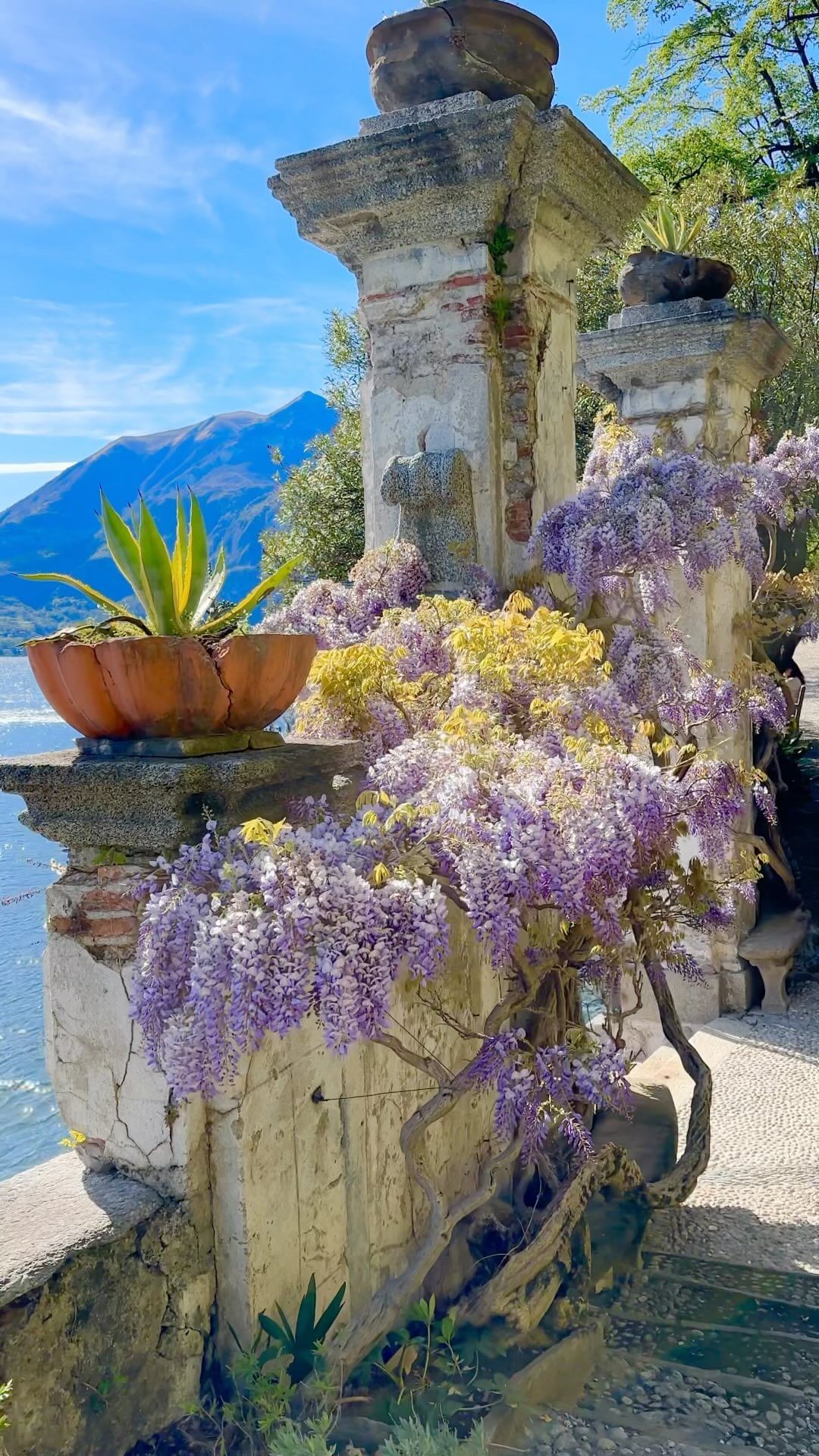 Wisteria Season Delights: Hotel Villa Cipressi's Enchanting Beauty  |  Trip.com Varenna