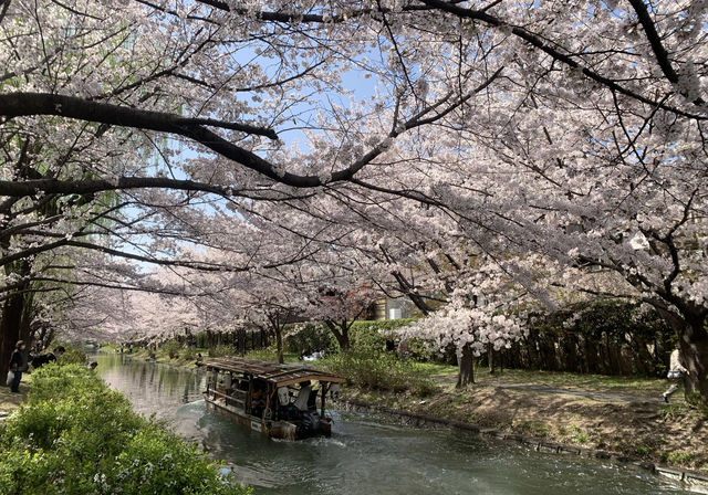 Cherry Blossom Season Japan Tour: Fushimi, Kyoto.