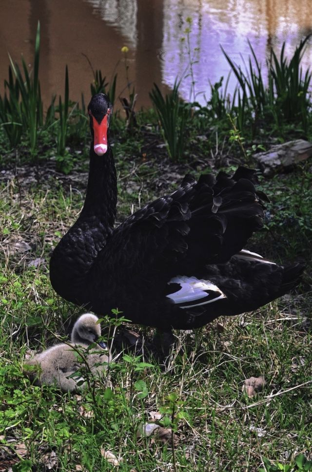 Shangrao City | Healing Swan Lake
