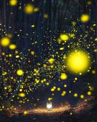 Fun fact: Fireflies in Japan