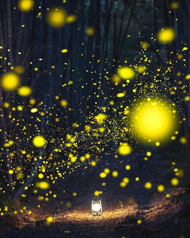 Fun fact: Fireflies in Japan
