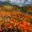 nathansunflower