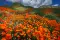 nathansunflower