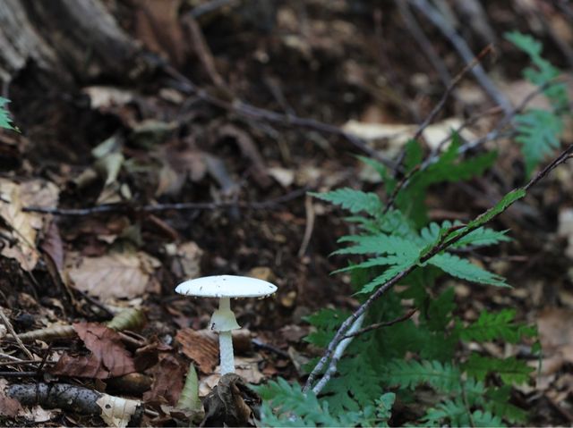 世界自然遺產日本白神山地