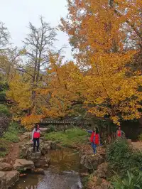 南雄帽子峰銀杏樹森林公園是銀杏觀賞打卡地