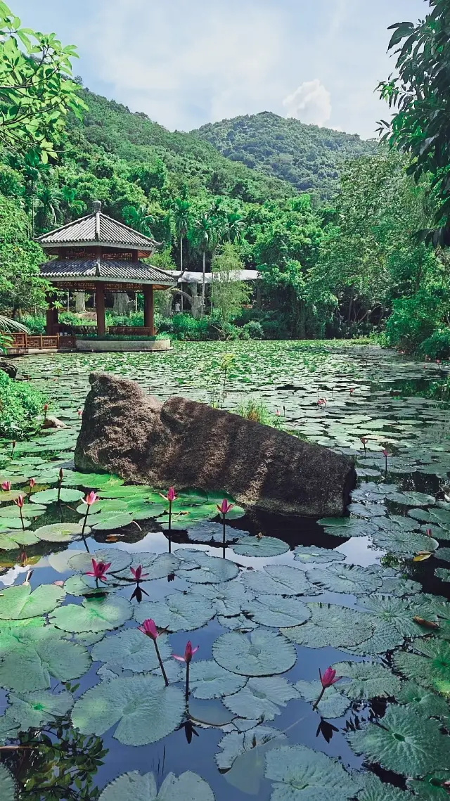 ヤロン湾熱帯森林公園のガイド