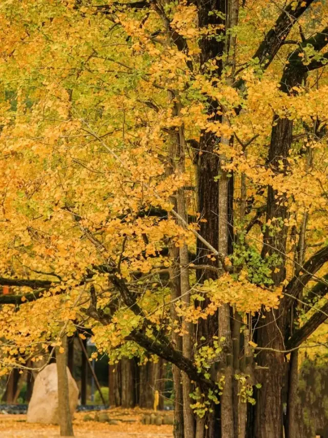 These 6 hidden ultra-beautiful ginkgo viewing spots in Zhejiang will amaze you with a wave of autumn colors