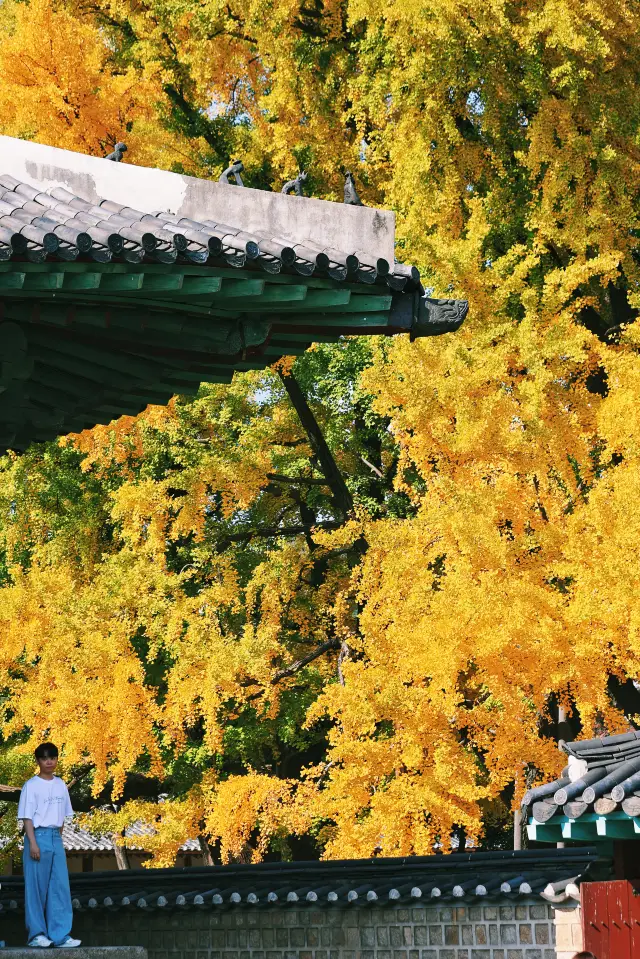 首爾City walk｜秋色漸入佳境，錯過再等一年