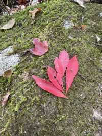 尋雲髻山紅葉