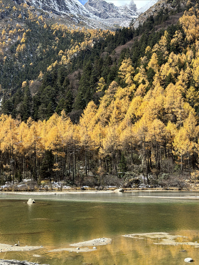 川西旅行｜錯過又要等一年的彩林